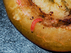 Grapholita funebrana