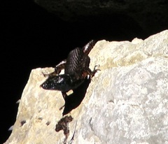 Algyroides nigropunctatus