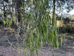 Parsonsia eucalyptophylla