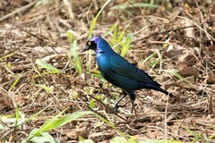Lamprotornis nitens