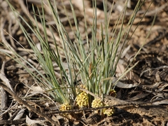 Lomandra collina