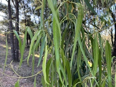 Parsonsia eucalyptophylla