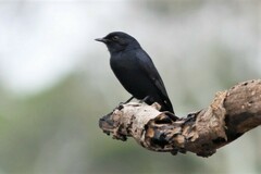 Melaenornis pammelaina
