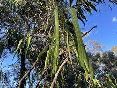 Parsonsia eucalyptophylla