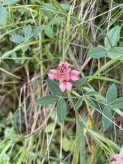 Indigofera candicans