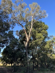 Eucalyptus microcarpa