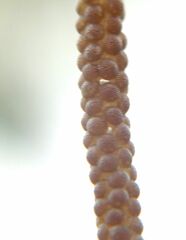 Pterygota