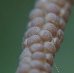 Pterygota