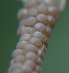 Pterygota