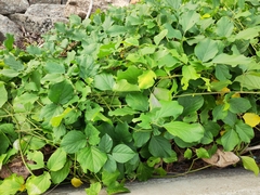 Pueraria montana