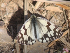 Melanargia lachesis