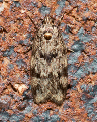 Barea eucapnodes
