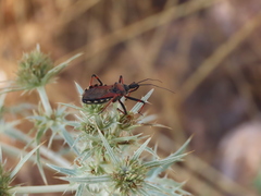 Rhynocoris