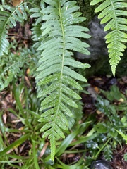 Polypodium