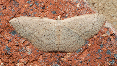 Scopula optivata