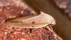 Ptyoptila matutinella