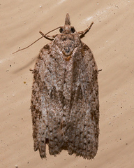 Isotenes miserana