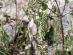 Achyranthes aspera