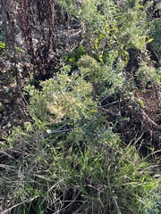 Erigeron sumatrensis