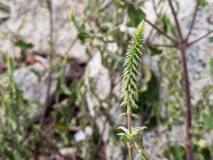 Achyranthes aspera