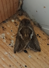 Macdunnoughia confusa