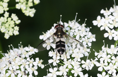 Leucozona laternaria