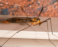 Nephrotoma australasiae
