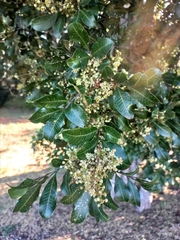 Cupaniopsis parvifolia