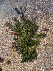 Codium tomentosum