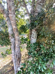 Cupaniopsis parvifolia