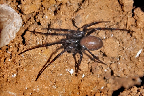 Meta bourneti