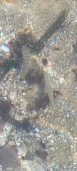Diplodus
