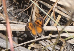 Pyronia cecilia