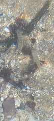 Diplodus