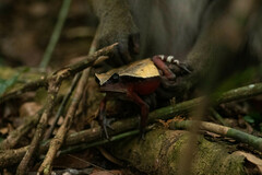 Cameroon Toad photo 5