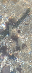 Diplodus