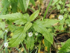 Stellaria aquatica