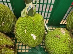 Artocarpus camansi