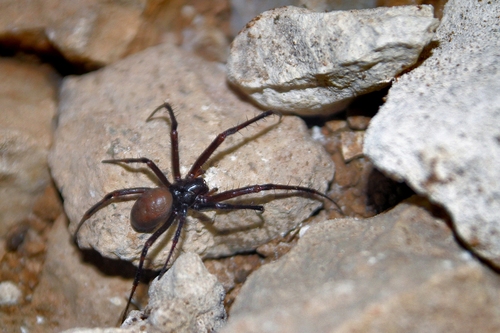 Meta bourneti