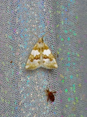 Schinia chrysellus