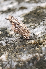 Psyche casta