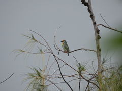 Psilopogon haemacephalus