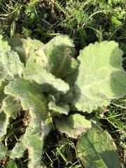 Verbascum phlomoides