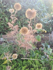 Echinops sphaerocephalus
