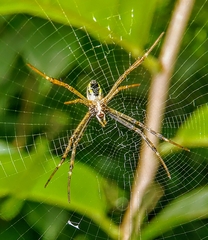 Argiope