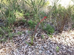 Anigozanthos manglesii