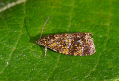 Celypha siderana