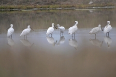 Platalea leucorodia