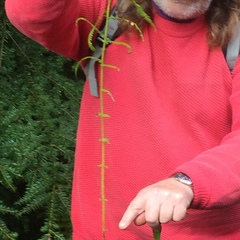 Oreopteris limbosperma