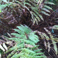 Oreopteris limbosperma